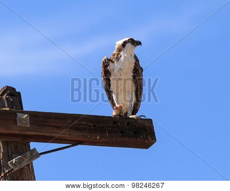 Osprey bird, Pandion haliaetus