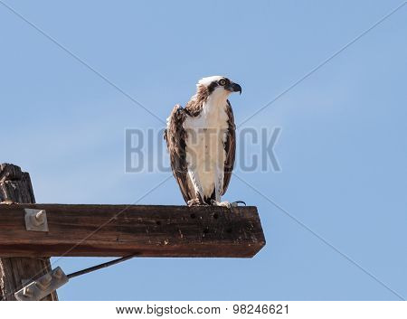 Osprey bird, Pandion haliaetus