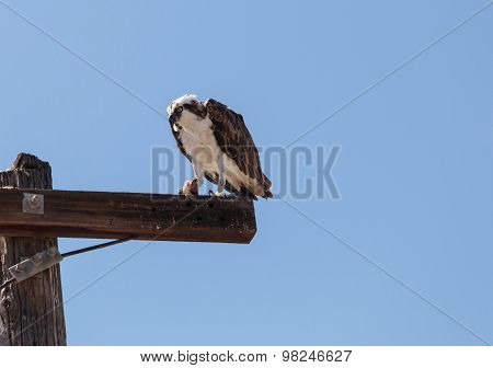 Osprey bird, Pandion haliaetus