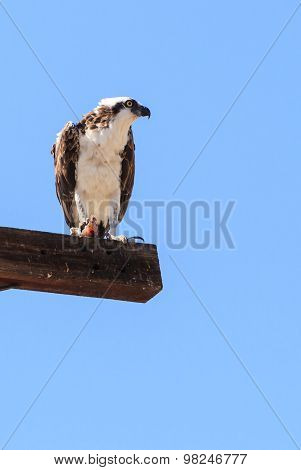 Osprey bird, Pandion haliaetus