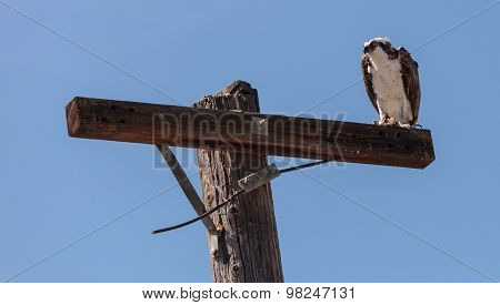 Osprey bird, Pandion haliaetus