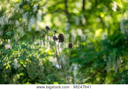 burdock