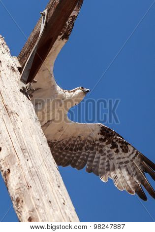 Osprey bird, Pandion haliaetus