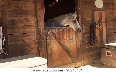 Brown bay horse in a barn