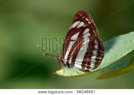 Nymphalidae Neptis sappho in natural habitat