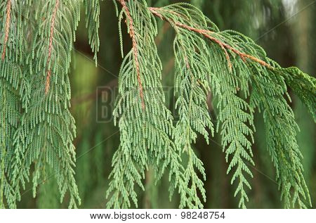 Thuja