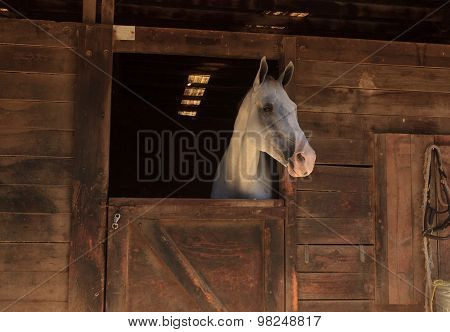 Brown bay horse in a barn