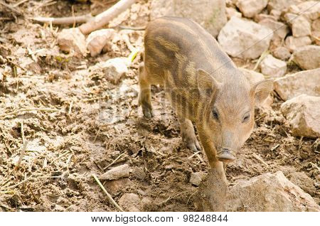 Wildboar