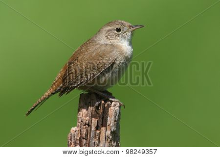 House Wren