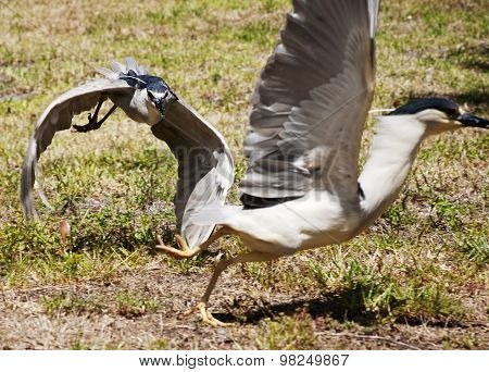Two birds of Great blue heron chase each other on a background of nature.
