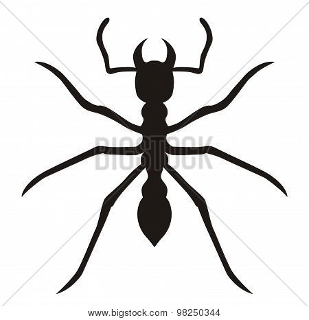 black ant