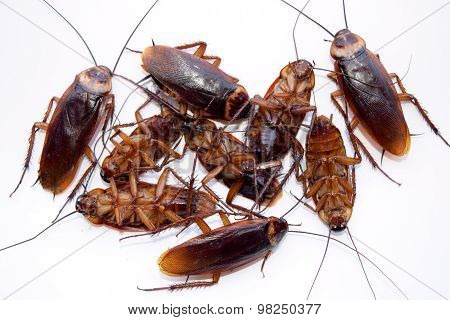 Group dead cockroach isolate on white background