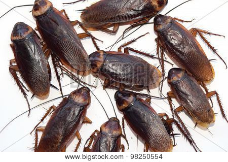 Group walk cockroach isolate on white background