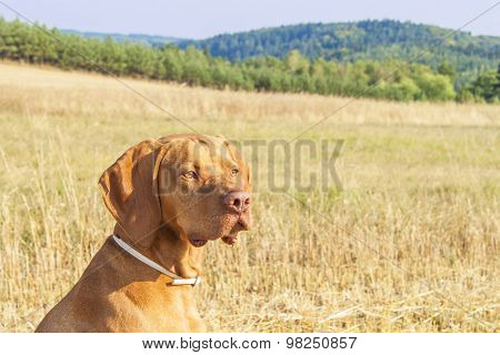 Hungarian Pointer Viszla on the harvested field on a hot summer day. Dog sitting on straw.