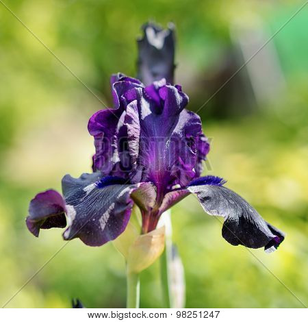 Blooming Iris In The Garden