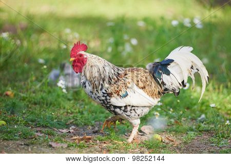 Rooster Or Chicken On Traditional Free Range Poultry Farm