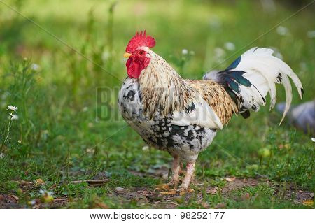 Rooster Or Chicken On Traditional Free Range Poultry Farm