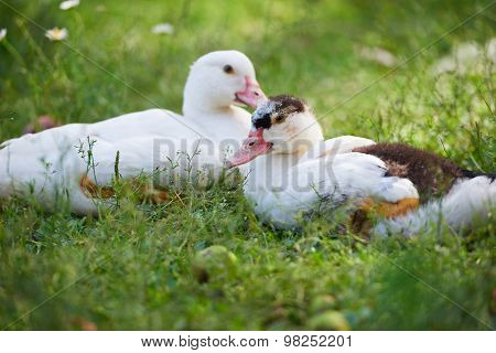 Young ducks lying on green grass on the farm
