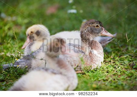 Young ducks lying on green grass on the farm