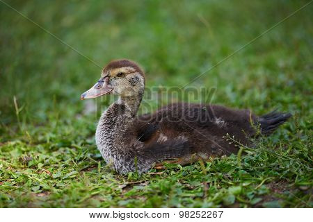 Young ducks lying on green grass on the farm