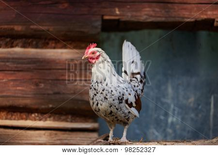 Chicken On Traditional Free Range Poultry Farm