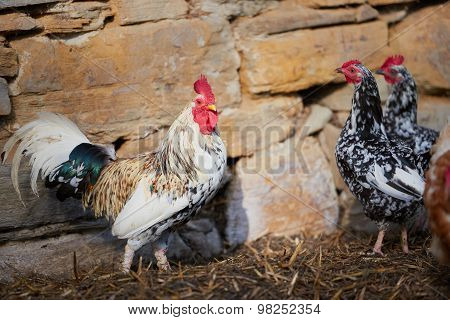 Rooster Or Chicken On Traditional Free Range Poultry Farm