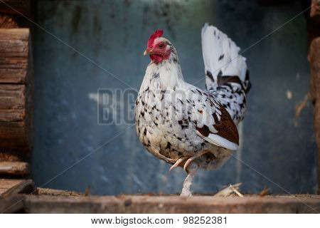 Chicken On Traditional Free Range Poultry Farm