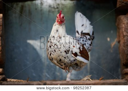Chicken On Traditional Free Range Poultry Farm