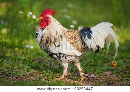 Rooster Or Chicken On Traditional Free Range Poultry Farm