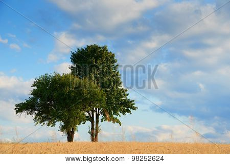 Old Green Trees In The Middle Of A Field