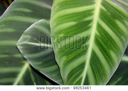 MARANTHACEAE - Green leaf layer nature abstract background