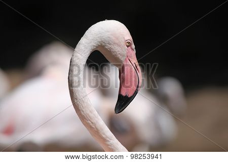 Greater flamingo (Phoenicopterus roseus). Wild life animal. 