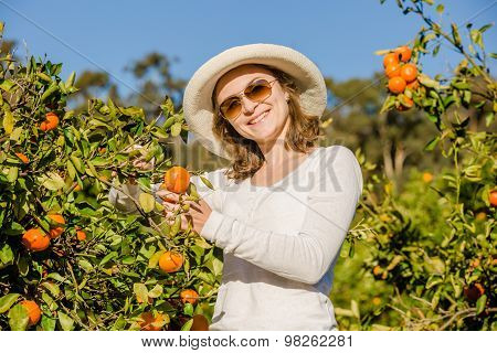 Caucasian girl harvesting mandarins and oranges in organic farm