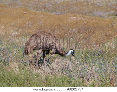 Australian emu