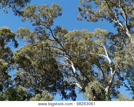 An Eucalyptus tree against a blue sky