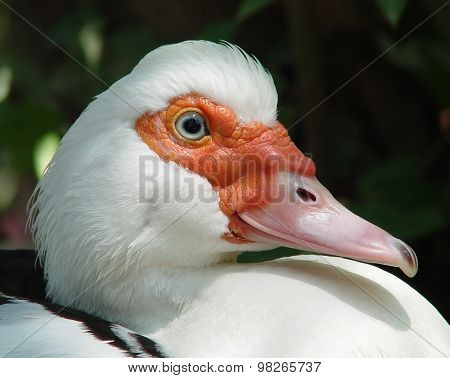 Musky Duck (cairina Moschata)