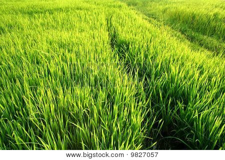 Plné zeleně rýže rýžová pole.