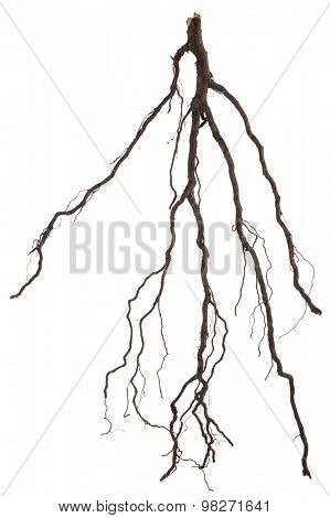 Roots tree