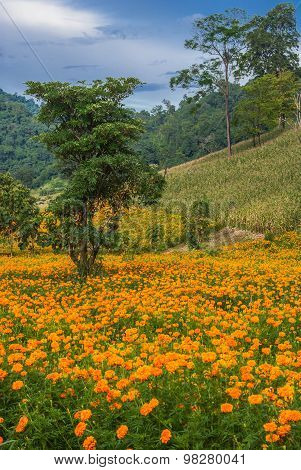 Orange Field