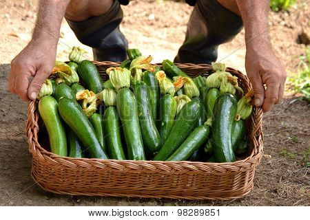 Farmer collecting zucchini basket from crop.