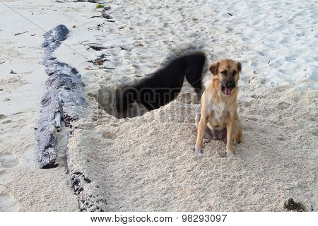 Dog At The Beach Krabi Thailand Diiging A Hole