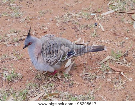 A crested pigeon