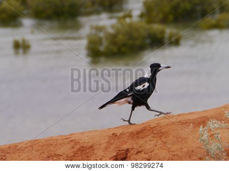 Australian Magpie in black and white