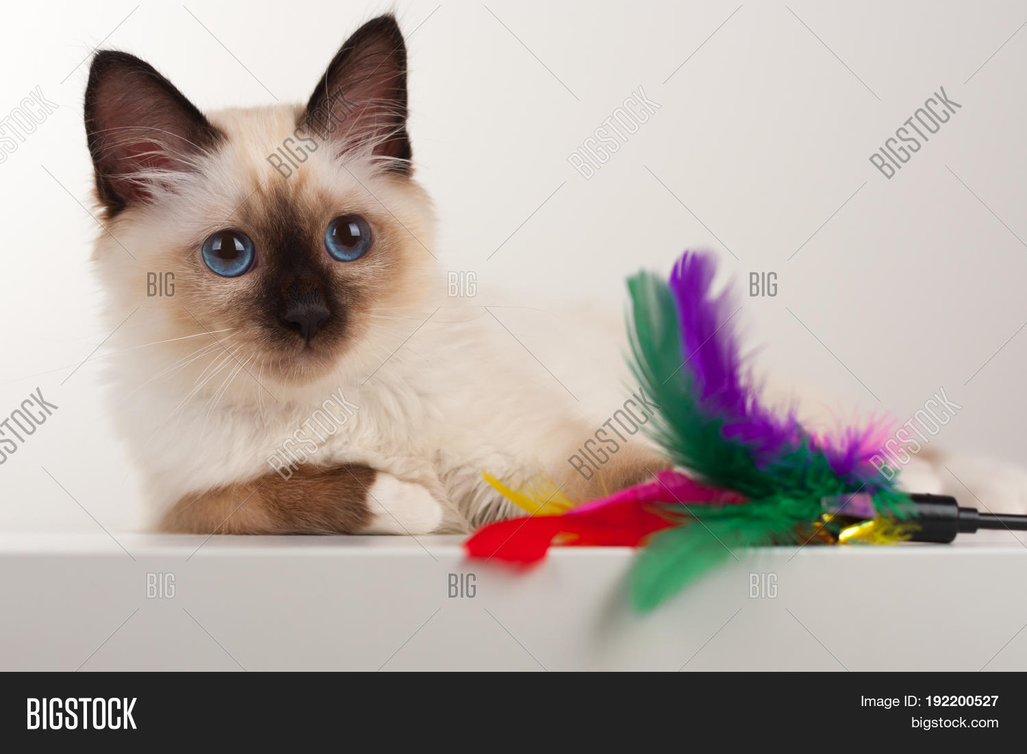 seal point birman kitten