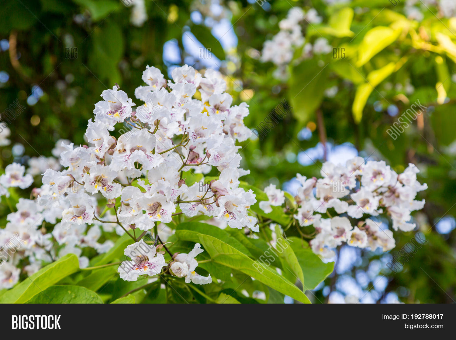 Catapulta Tree Flowering Tree Catalpa Image & Photo (Free Trial) | Bigstock