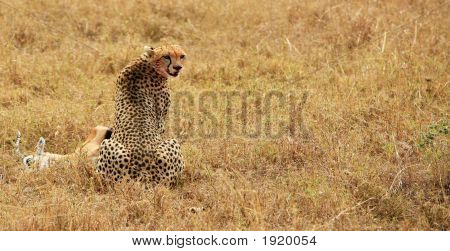 Cheeta