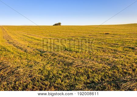 Cultivated Land In The Countryside On A Summer.