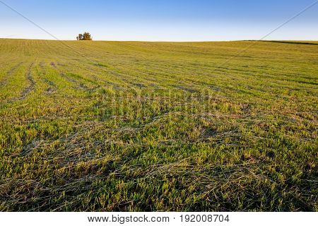 Cultivated Land In The Countryside On A Summer.