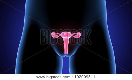 3D illustration of Female Reproductive System.female body organ