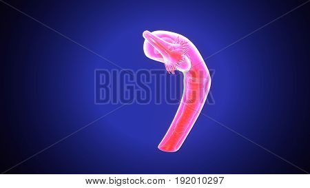 Clitoris Images, Illustrations, Vectors - Clitoris Stock Photos ...